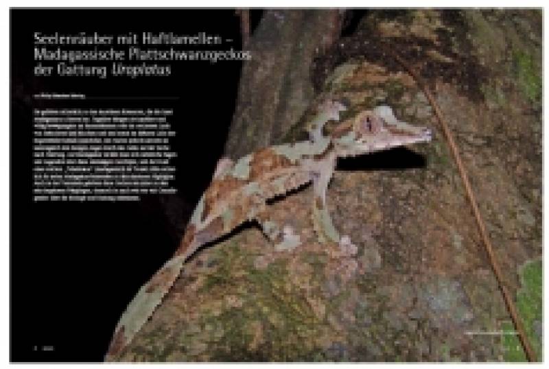 Preview: DRACO 52, Uroplatus Madagassische Kobolde in Natur und Terrarium